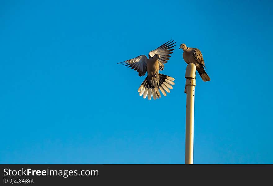 Bird, Sky, Fauna, Beak