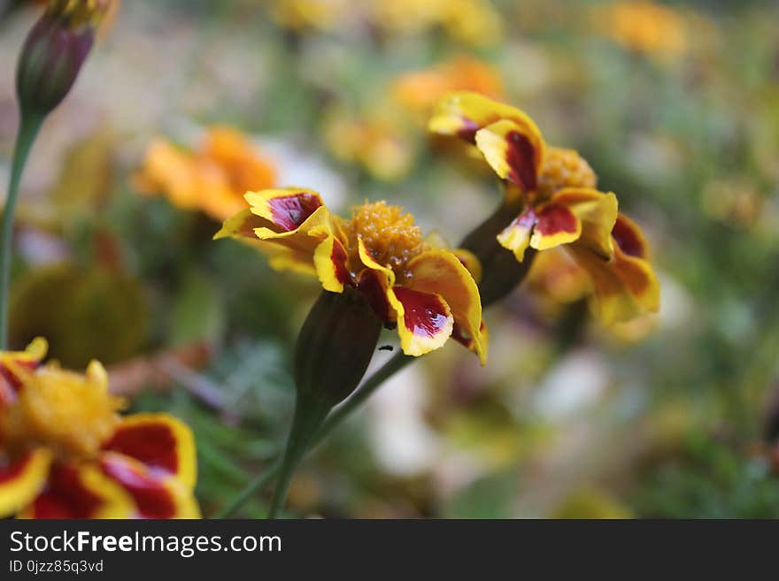 Flower, Flora, Plant, Flowering Plant