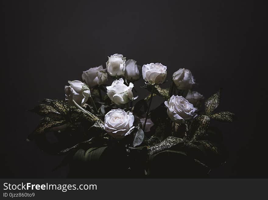 White, Flower, Rose Family, Still Life Photography