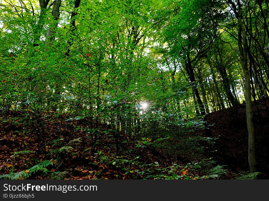 Vegetation, Woodland, Nature, Green