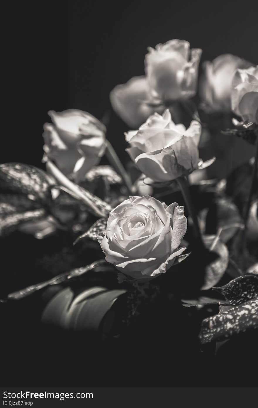 Flower, Black And White, Black, Rose Family