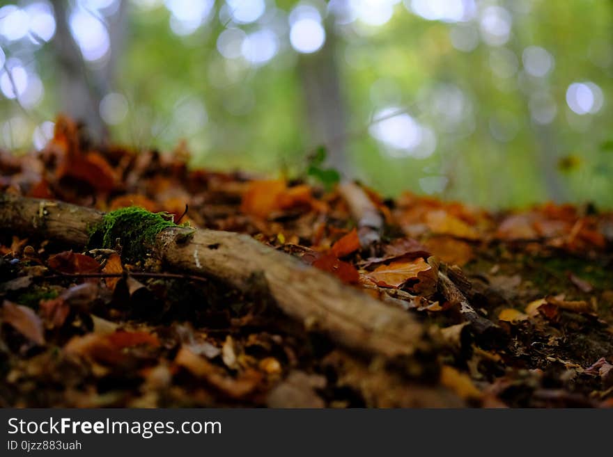 Leaf, Deciduous, Autumn, Soil