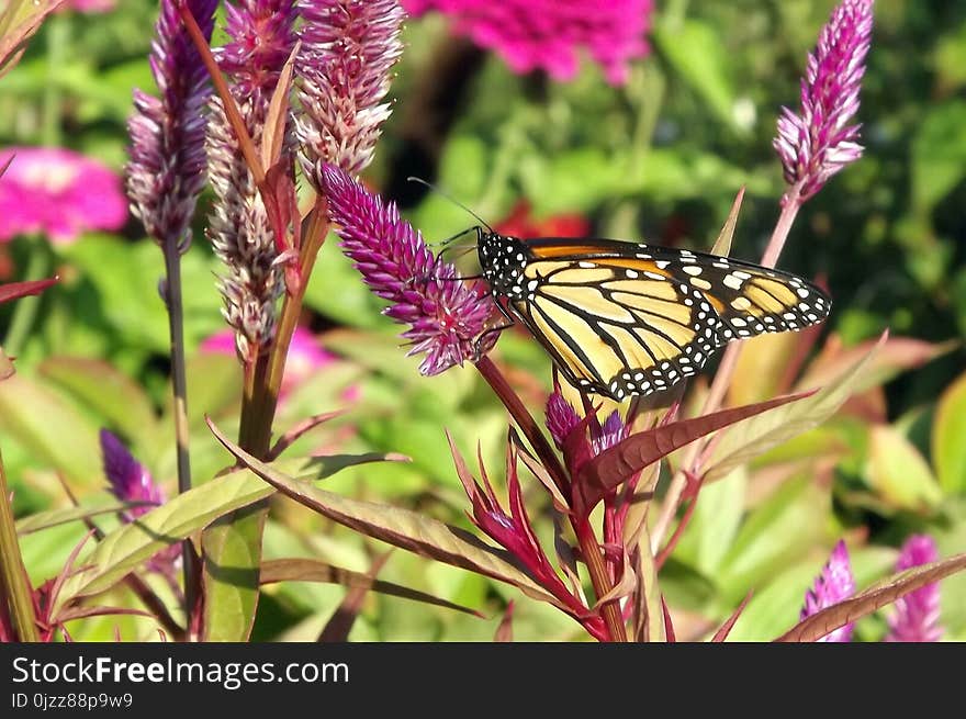 Butterfly, Moths And Butterflies, Monarch Butterfly, Insect