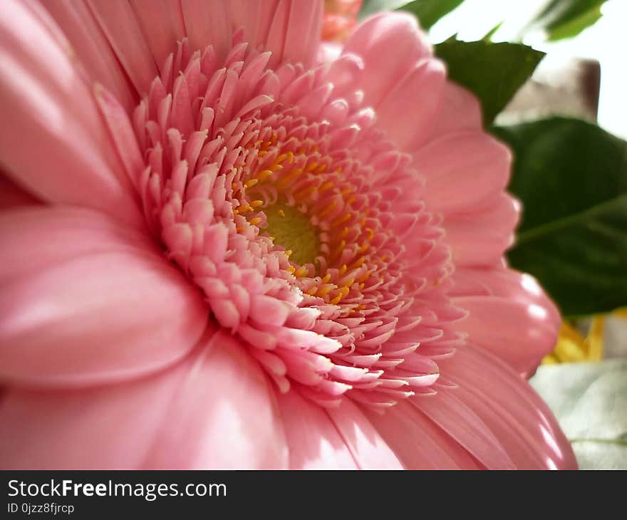 Flower, Pink, Flora, Flowering Plant