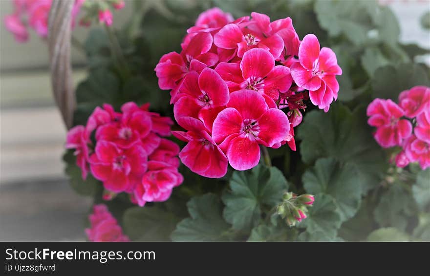 Flower, Plant, Pink, Flowering Plant