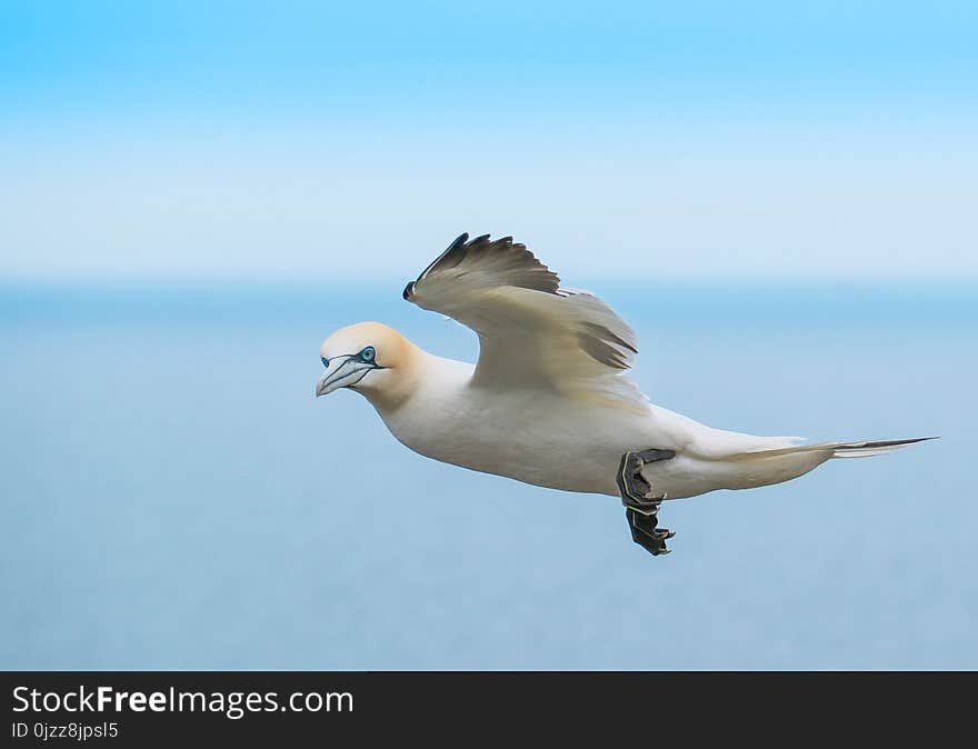 Bird, Fauna, Seabird, Sky