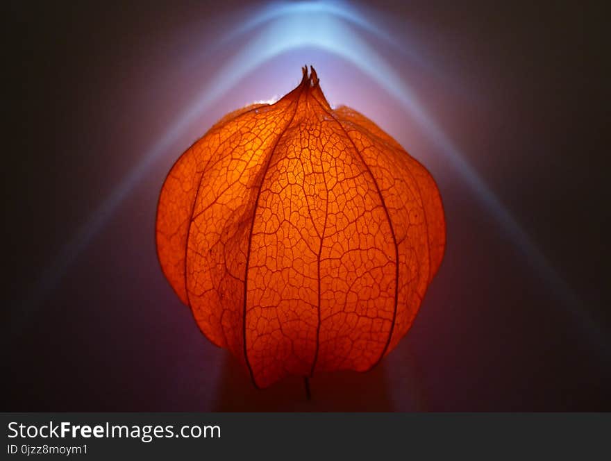 Leaf, Close Up, Macro Photography, Lighting