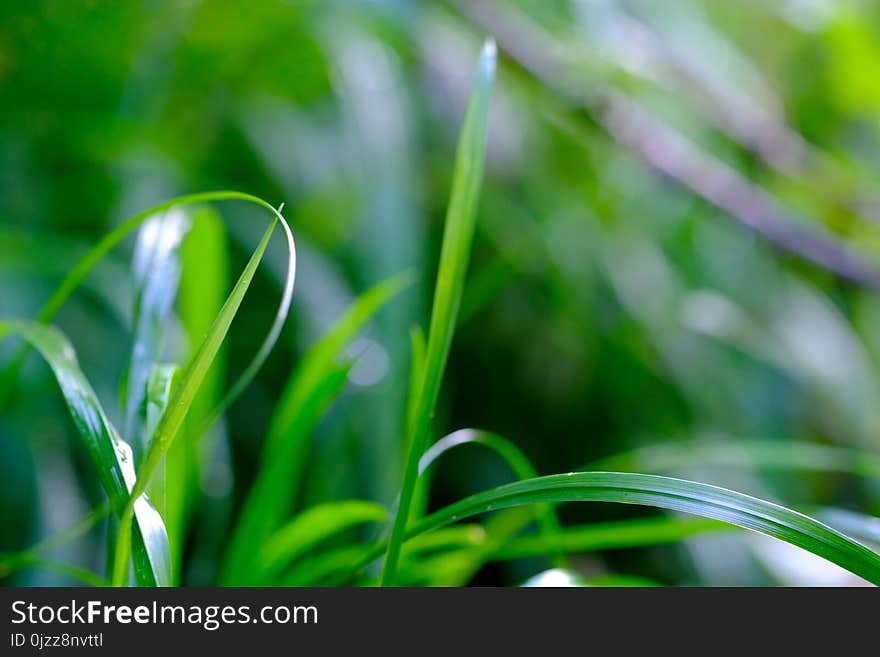 Green, Grass, Vegetation, Water