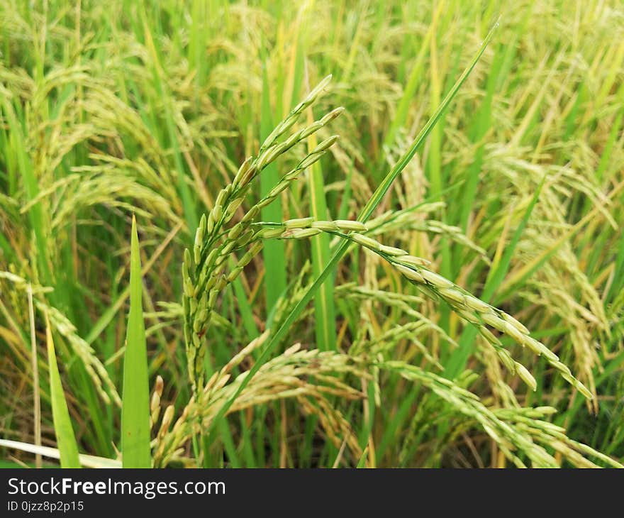 Grass, Ecosystem, Crop, Grass Family