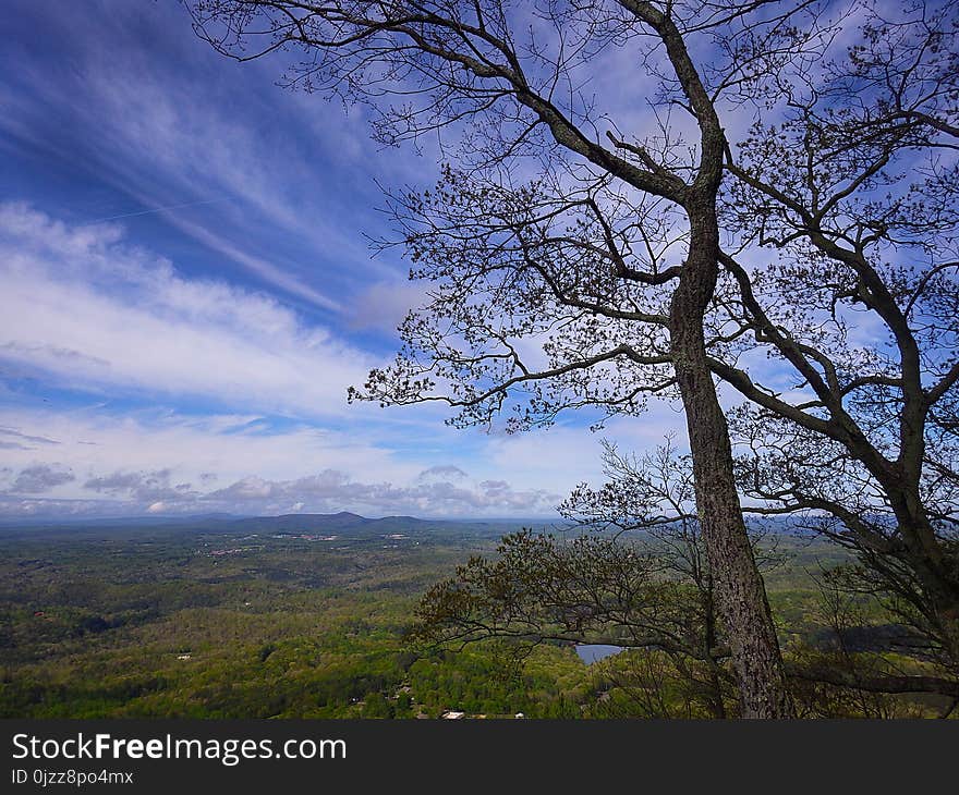 Sky, Tree, Cloud, Nature