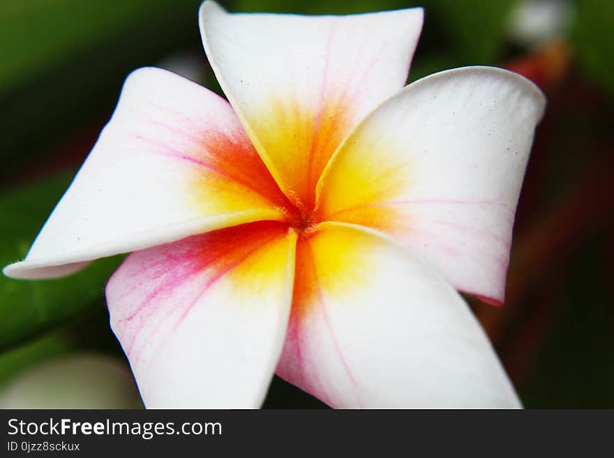 Flower, Flora, Plant, Close Up