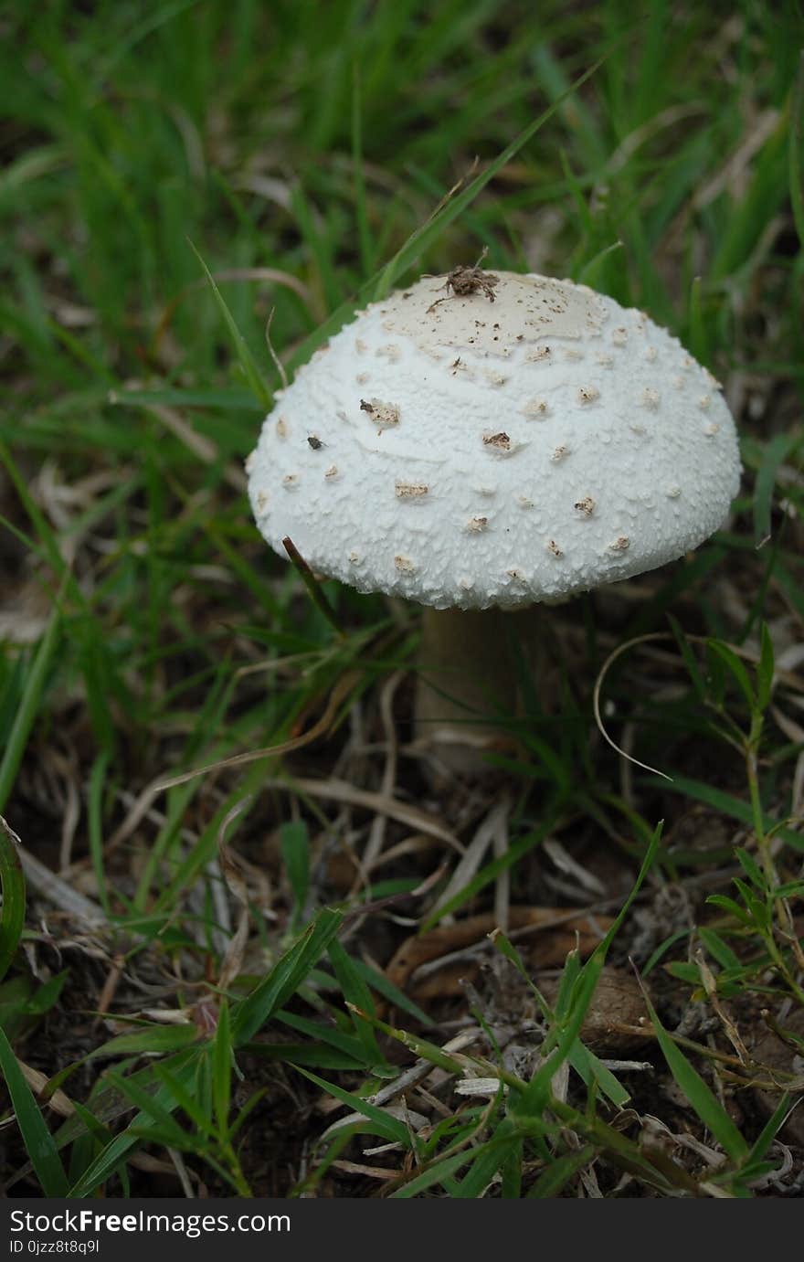 Mushroom, Fungus, Edible Mushroom, Agaricaceae