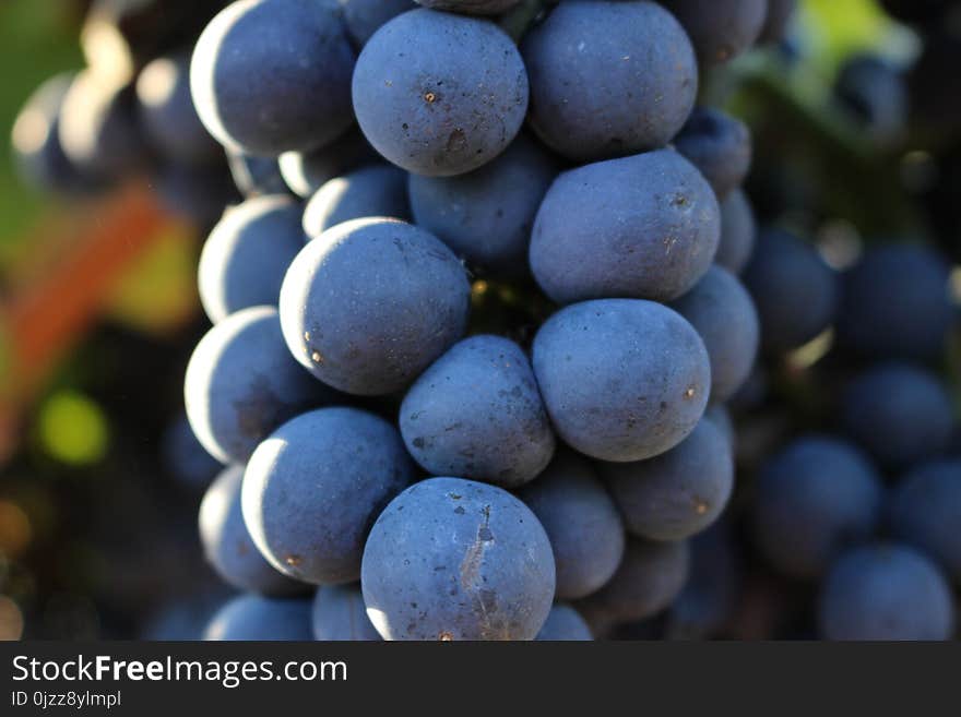 Grape, Fruit, Grapevine Family, Vitis