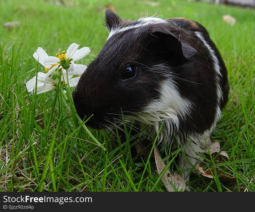 Fauna, Guinea Pig, Rodent, Grass