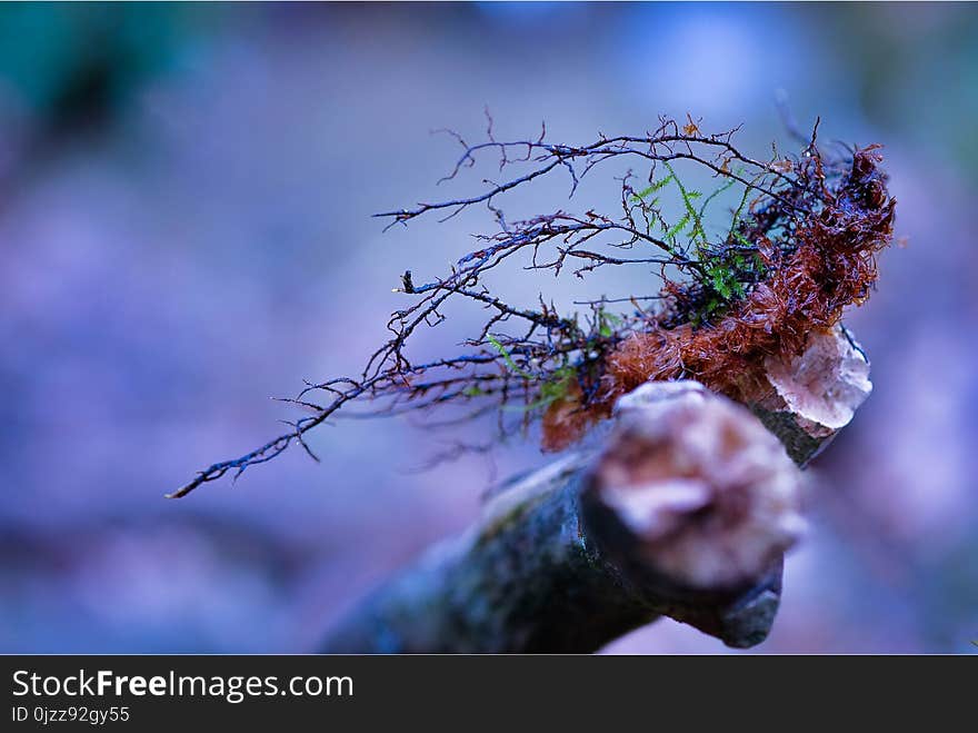 Branch, Tree, Macro Photography, Close Up