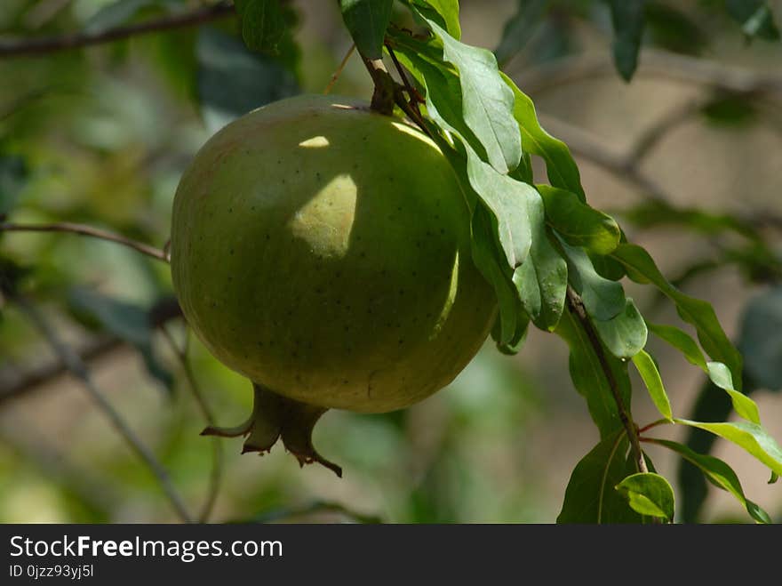 Fruit Tree, Fruit, Citrus, Branch