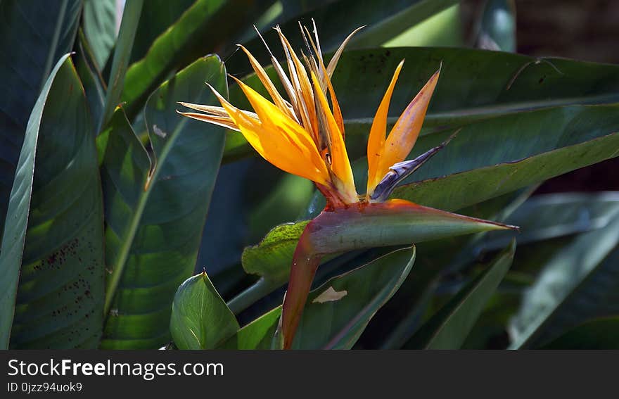 Plant, Flora, Flower, Vegetation