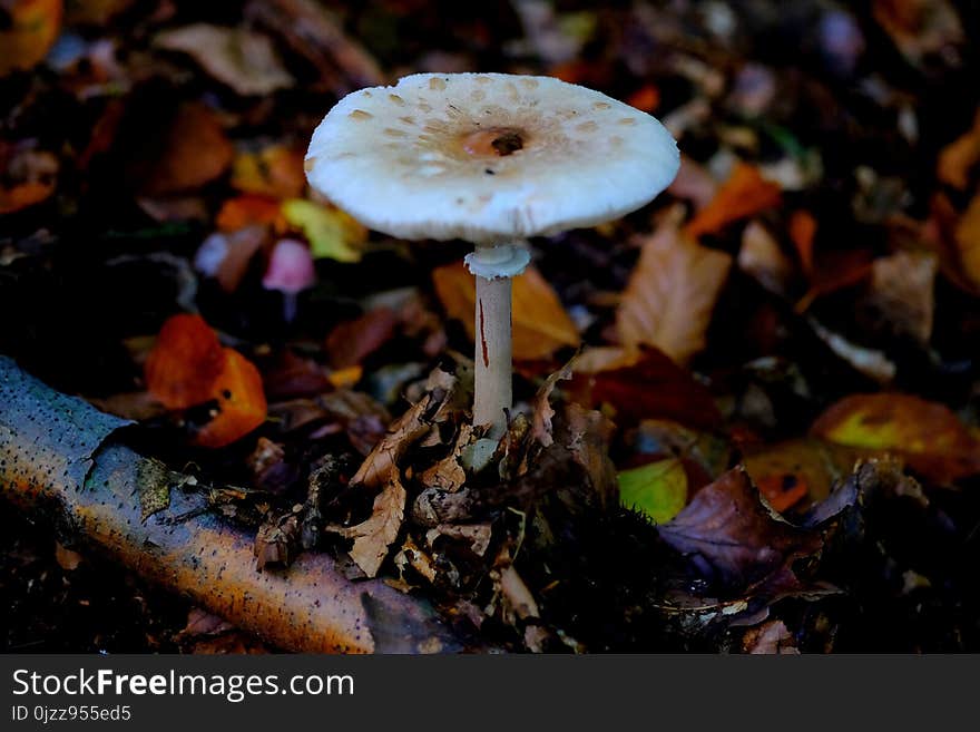 Fungus, Mushroom, Edible Mushroom, Agaricaceae