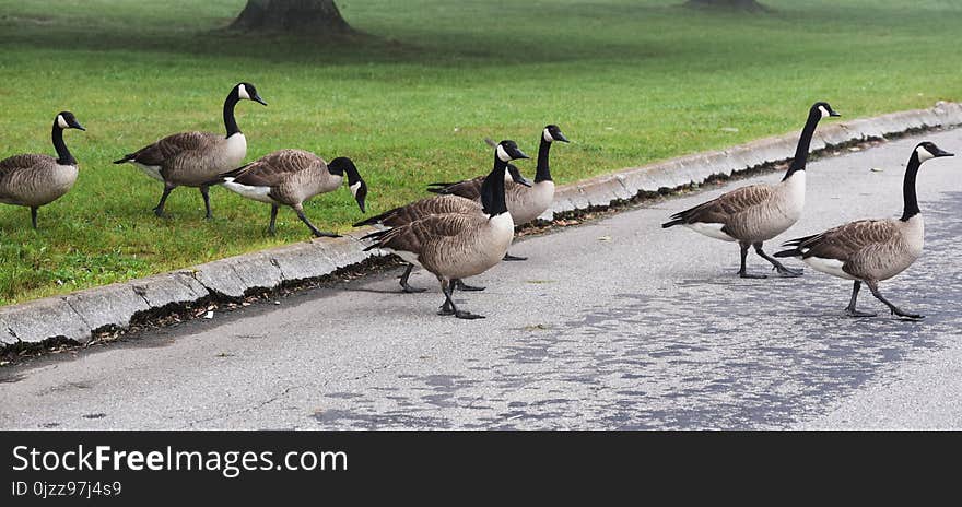 Bird, Water Bird, Goose, Ducks Geese And Swans