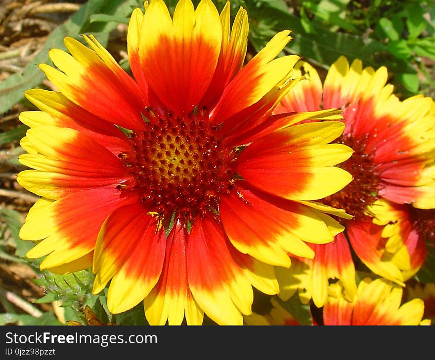 Flower, Blanket Flowers, Wildflower, Plant