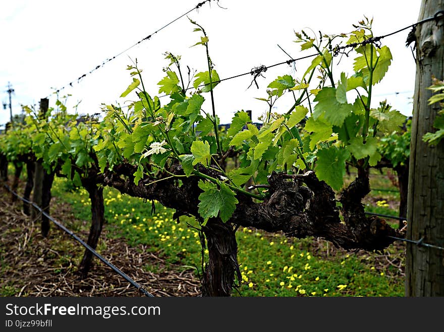 Agriculture, Vineyard, Grapevine Family, Plant