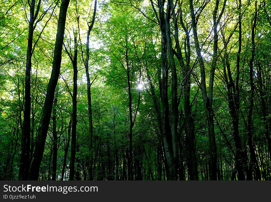 Forest, Woodland, Green, Nature