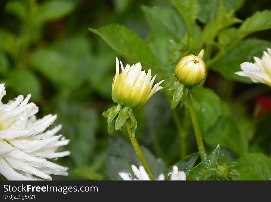 Flower, Plant, Flora, Daisy Family