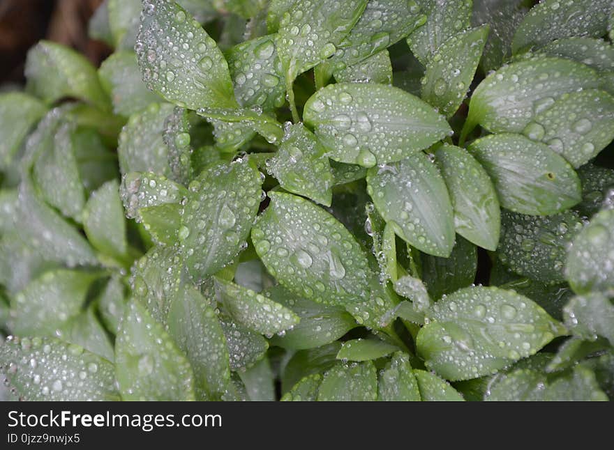 Plant, Leaf, Herb, Groundcover