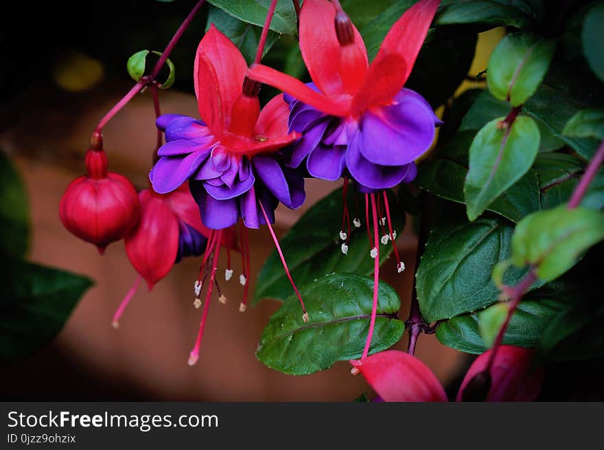 Flower, Plant, Flora, Flowering Plant