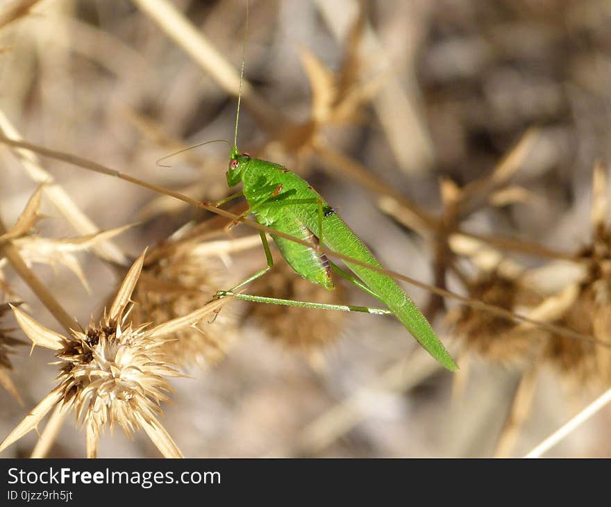 Insect, Fauna, Invertebrate, Grass Family