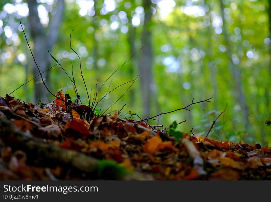 Ecosystem, Vegetation, Leaf, Deciduous