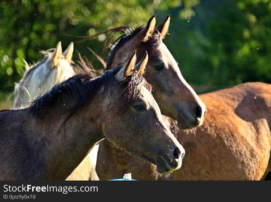 Horse, Mane, Mare, Horse Like Mammal