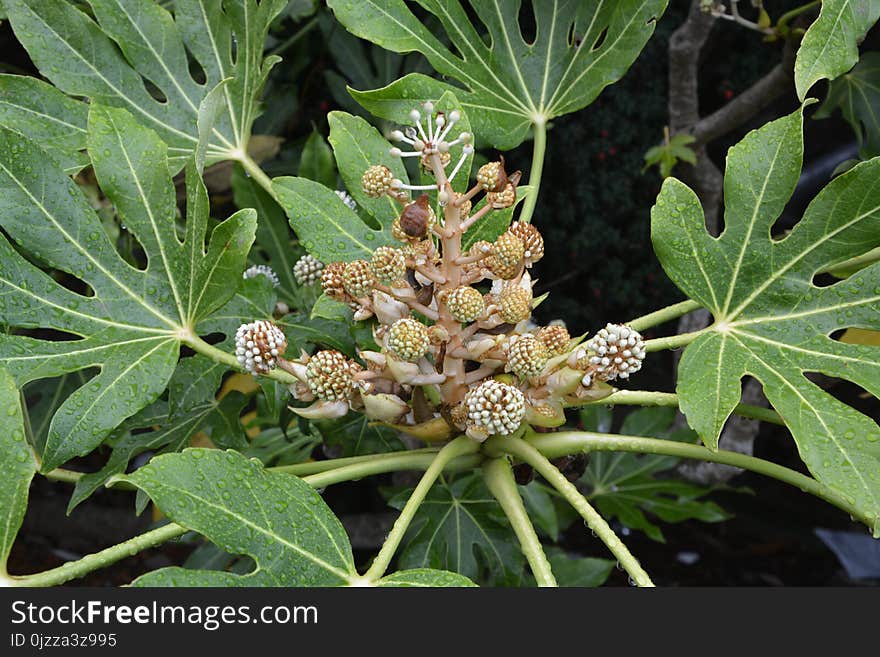 Plant, Leaf, Flora, Herbaceous Plant