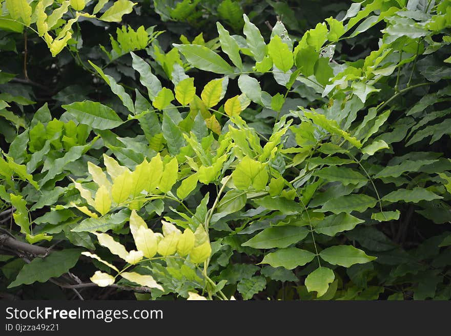 Plant, Leaf, Shrub, Vascular Plant