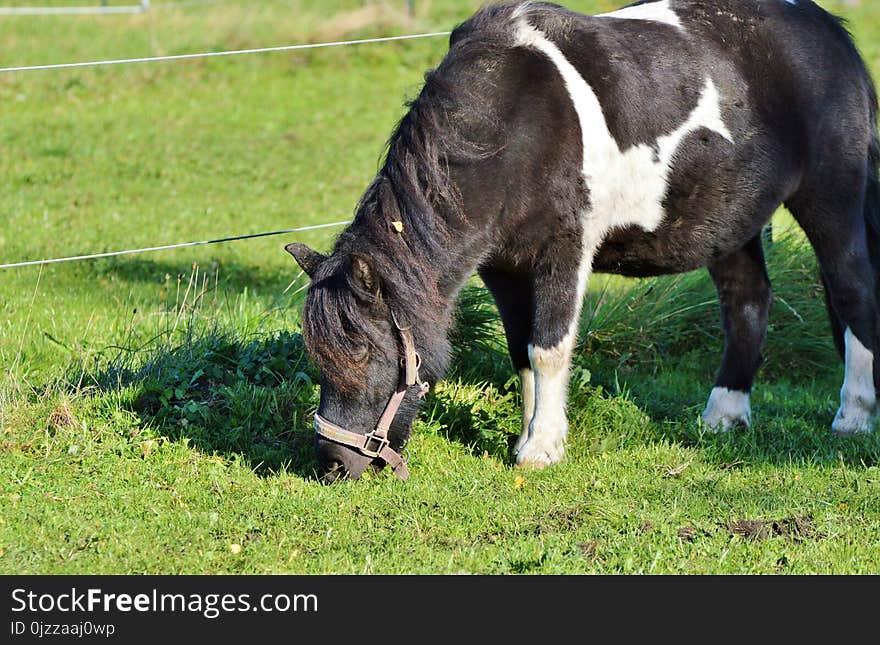 Horse, Grass, Horse Like Mammal, Pasture