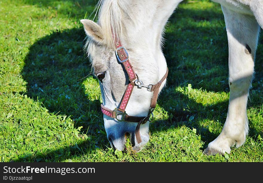 Horse, Halter, Grass, Horse Like Mammal