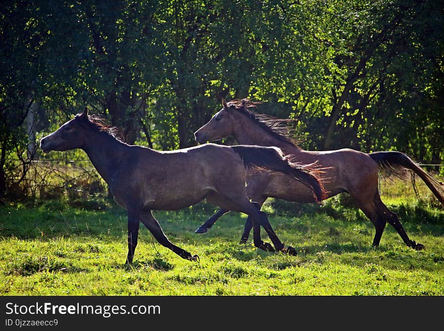 Horse, Pasture, Wildlife, Fauna