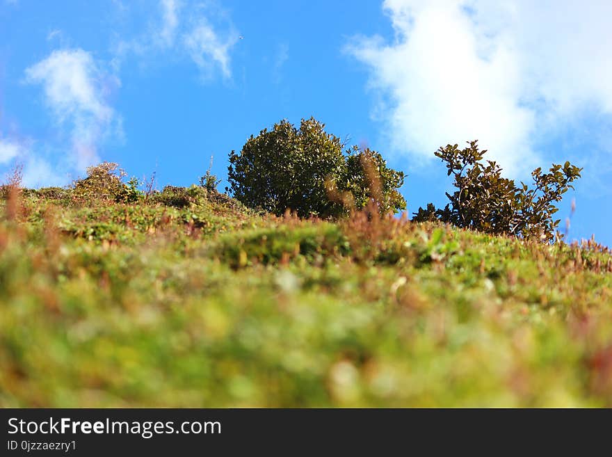 Sky, Vegetation, Tree, Leaf