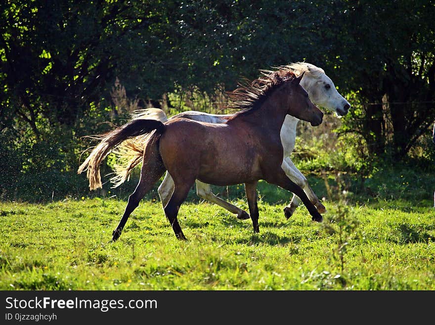 Horse, Pasture, Mare, Stallion