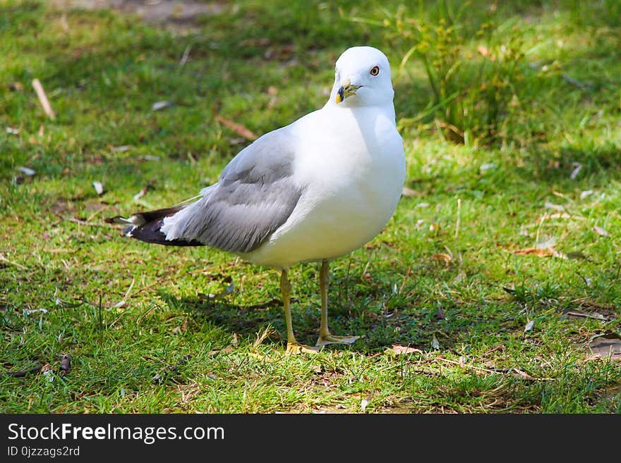 Bird, Seabird, Gull, Beak