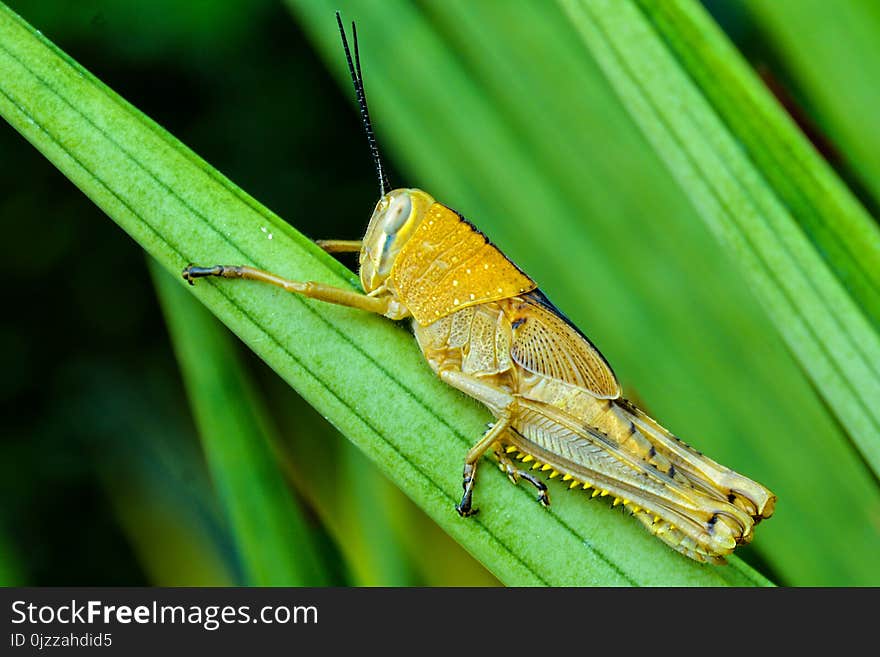 Insect, Locust, Cricket Like Insect, Macro Photography