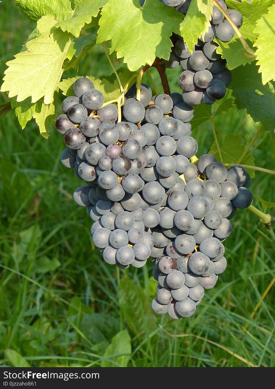 Grape, Grapevine Family, Fruit, Vitis