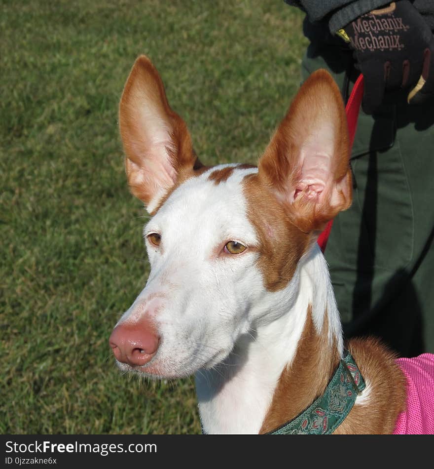 Dog Breed, Dog, Dog Like Mammal, Ibizan Hound