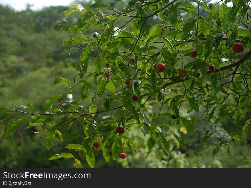 Vegetation, Plant, Peppers, Tree