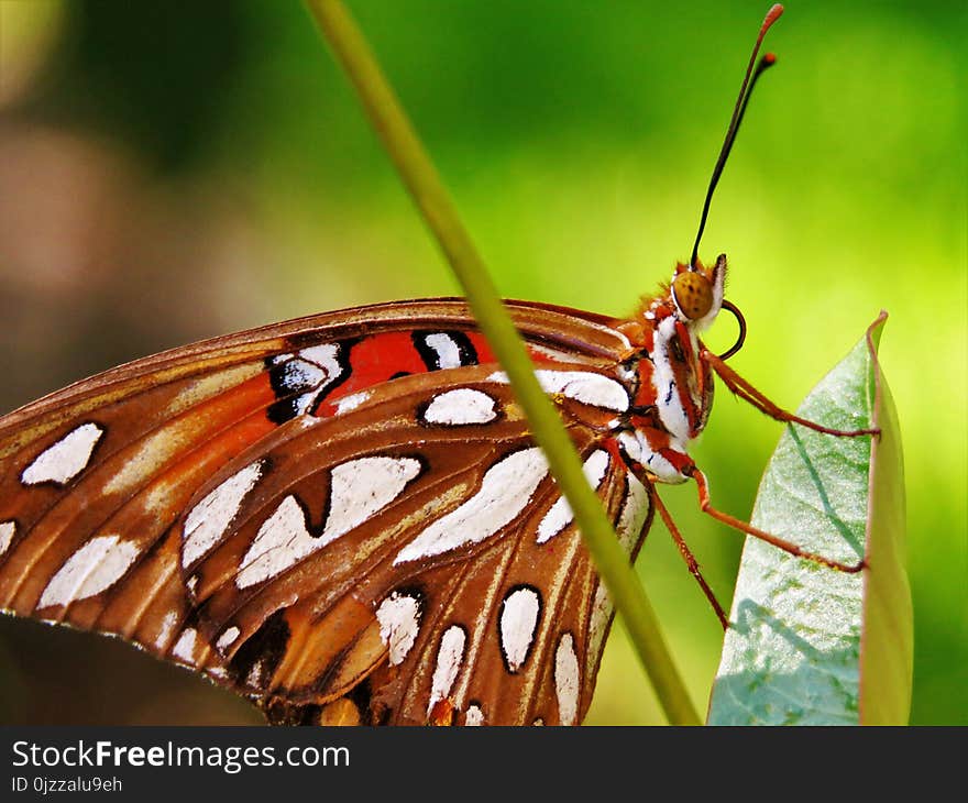 Insect, Butterfly, Moths And Butterflies, Invertebrate