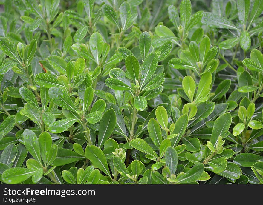 Plant, Leaf, Herb, Groundcover