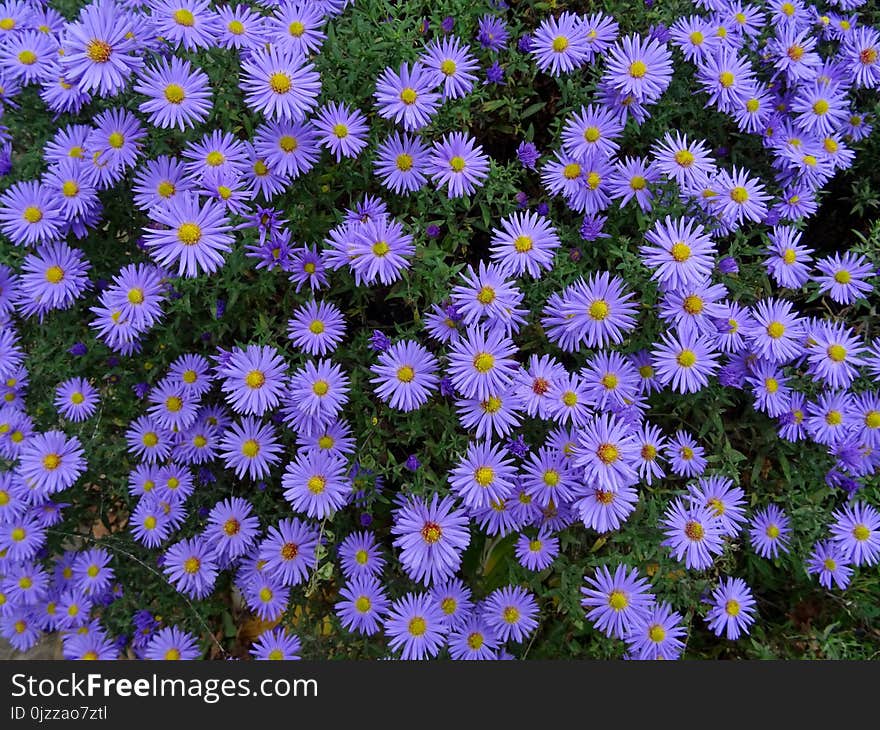 Flower, Plant, Aster, Flowering Plant