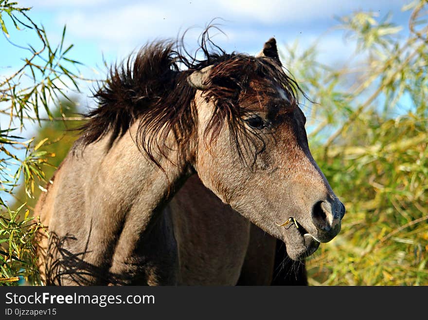 Horse, Horse Like Mammal, Mane, Fauna