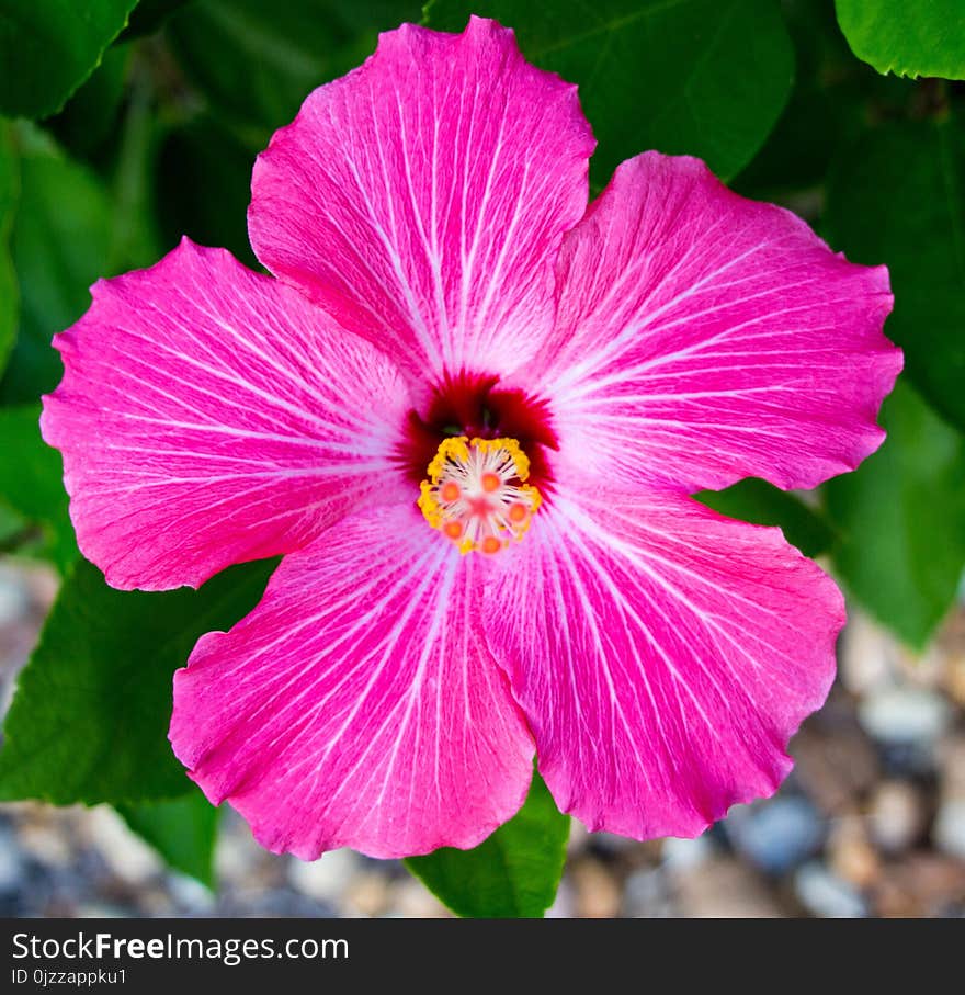 Flower, Pink, Flora, Hibiscus