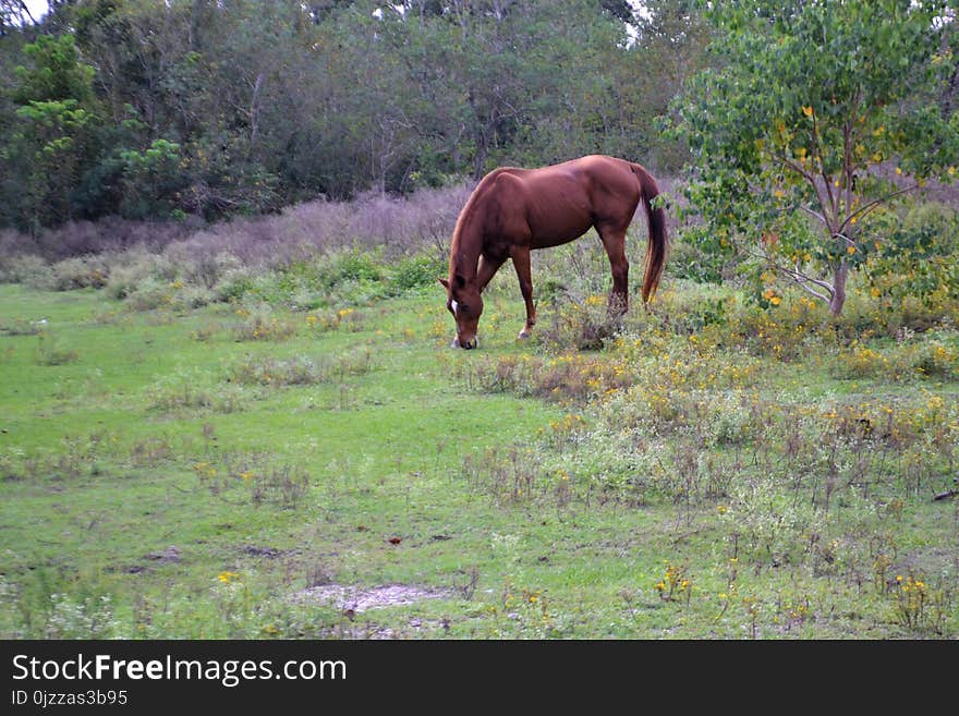 Horse, Ecosystem, Pasture, Grazing